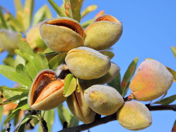 تصویر 3 از خرید و فروش بادام تلخ کوهی با شرایط فوق العاده